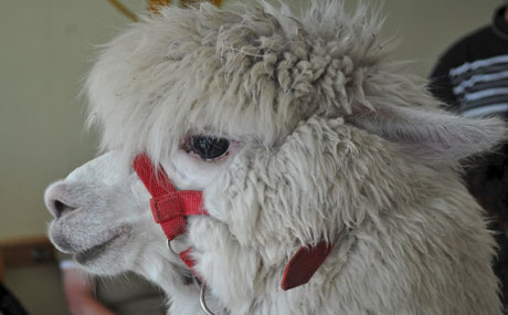 tl_files/Therapie auf vier Beinen/01_images/03_die_tiere/03_die_tiere_tom.jpg